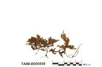 藏品(亞全船葉苔)的圖片